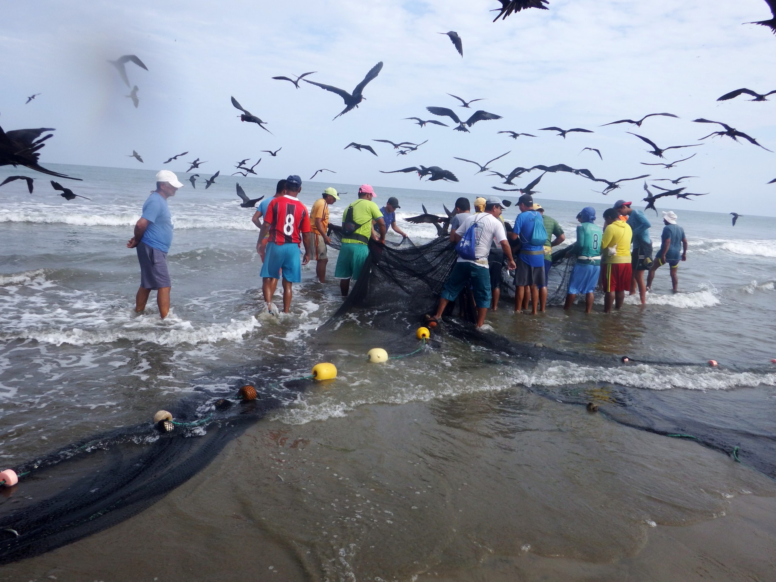 Portada de referencia correspondiente al boletín Ecuador fortalece el liderazgo regional en conservación marina a través del lanzamiento de programa de monitoreo en la pesca artesanal