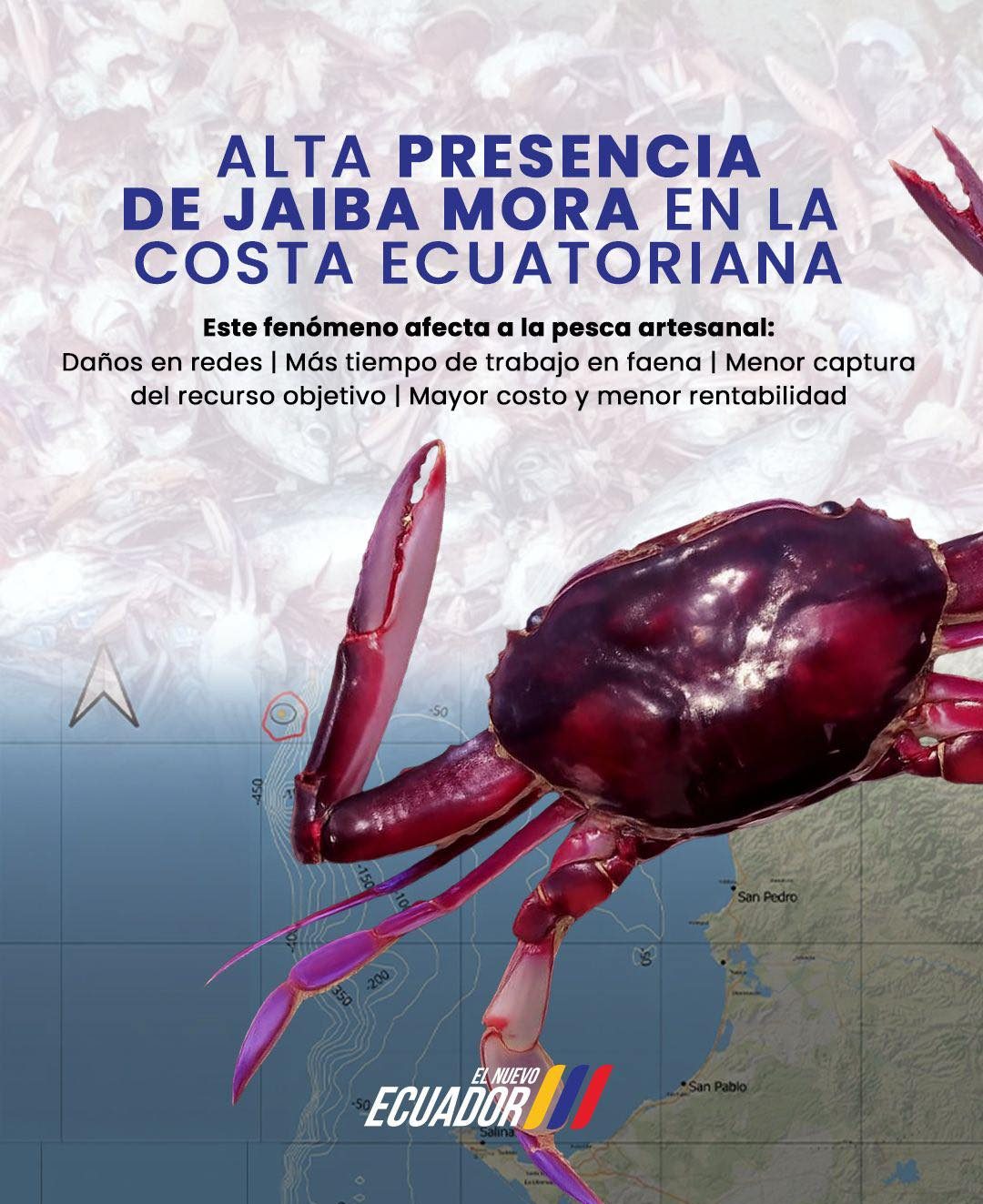 Presencia masiva de la jaiba mora (𝑬𝒖𝒑𝒉𝒚𝒍𝒂𝒙 𝒅𝒐𝒗𝒊𝒊) en el Ecuador ...