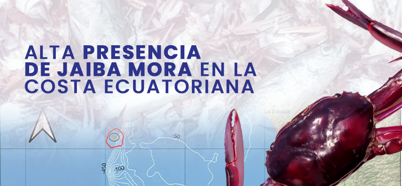 Presencia masiva de la jaiba mora en el Ecuador continental