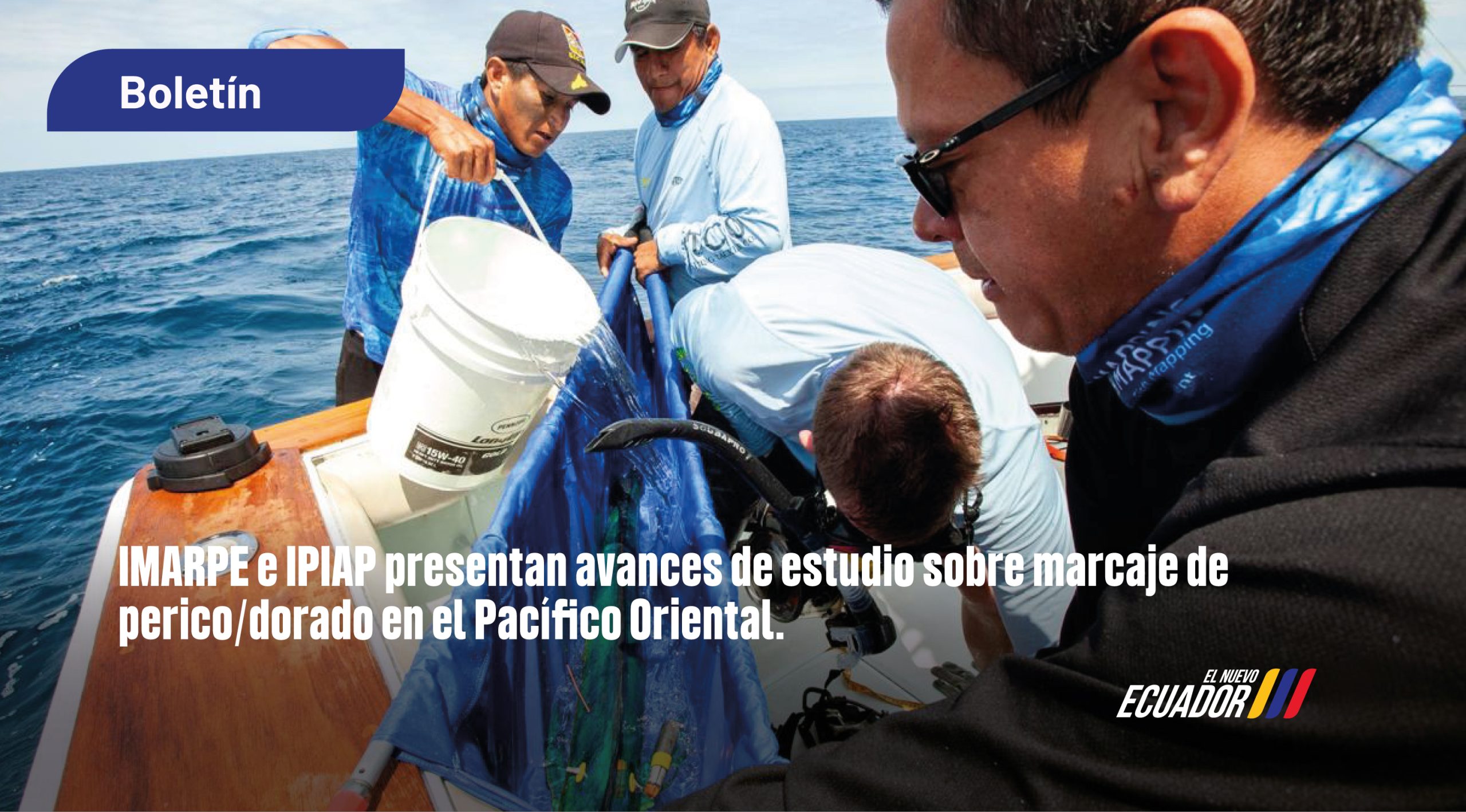 Investigadores a bordo de una embarcación en alta mar manipulando un pez perico sobre una lona azul, mientras uno de ellos le vierte agua desde un balde. La imagen incluye el rótulo "Boletín", el texto "IMARPE e IPIAP presentan avances de estudio sobre marcaje de perico/dorado en el Pacífico Oriental." y el logotipo "El Nuevo Ecuador".